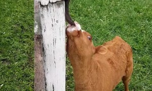 Newborn Calf Makes a Friend
