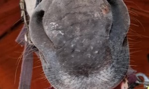 How to Fuel Up a Horse