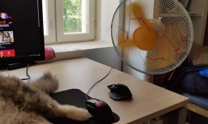Cat Enjoys Breeze During Heatwave