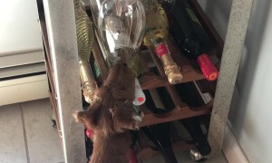 Puppy Causes Chaos on His Second Day at Home