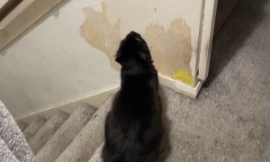 Kitty Does a Rail Grind