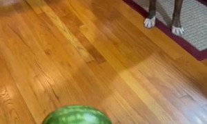 Pup has absolutely no idea what to do with watermelon