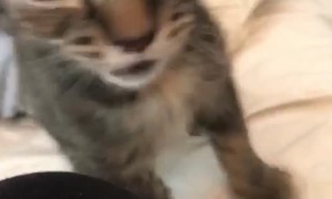 Tiny Kitten Sneezes