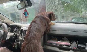 Dog Goes After Windshield Wipers