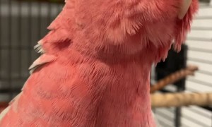 Benny the Rose-Breasted Cockatoo Asks for a Head Scratch