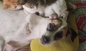 Cats Cuddle Dog to Help Nurse Her Back to Health