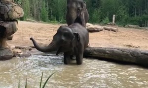 Young Elephant Has a Temper Tantrum