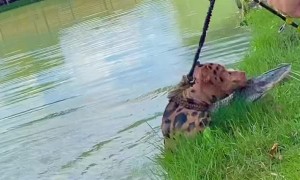 Jaguar-Dog Helps Owner Bring Fish onto Land