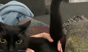 Using a Cat's Tail as a Stick Shift Prop