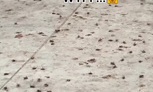 Large Grasshoppers Take Over Gas Station in Nevada