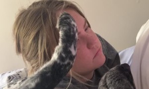 Taz the Blue Heeler Plays with Owners Hair
