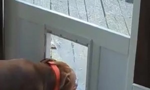 Dog Door Stick Struggles