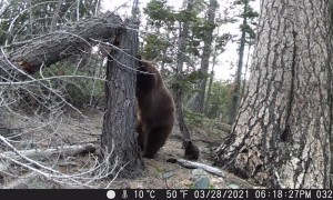 Bear Teaches Cubs to Climb