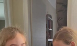 Twins Surprised by New Kitten Overcome with Joy