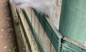 Animal Munches on Daughters Hair