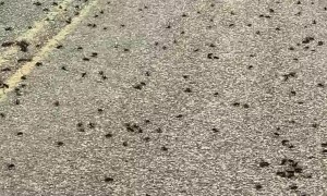 A Mormon Cricket Invasion