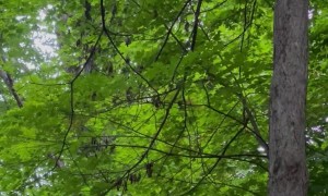 Bear Cub Hanging Around