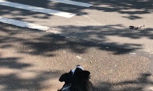 Pup Shows Support For Fire Department