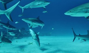 Day and Night Diving with Sharks