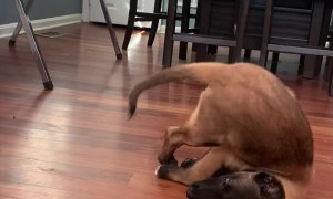 Puppy Tumbles While He Plays