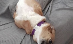 Pup Got Stuck in Couch Cover