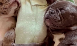 Elanya Napping with her Frenchies