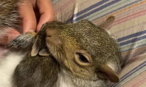 Rescue Squirrel Cuddles a Baby Rabbit