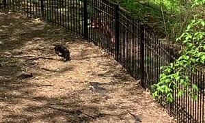 New Iron Fence Doesn't Stop Dog from Escaping