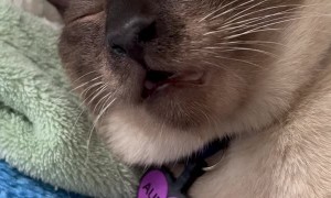 Slow Zoom on Snot Bubble