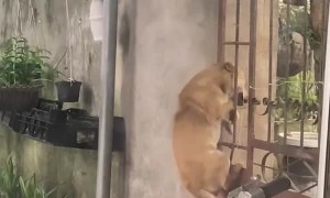 Dog Has Become a Master at Leaving and Entering Property