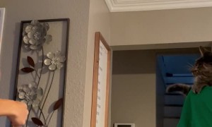 Boxing Match With a Kitten