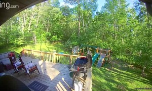 Angus the Angry Duck