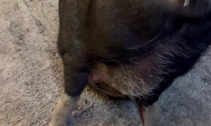 Piggy Asks for Snacks With Kisses