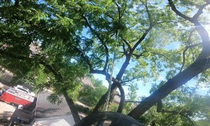 Onlooker Has Close Call with Falling Branch