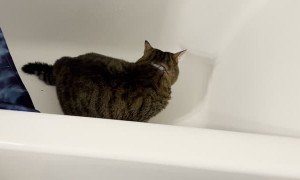 Cat Can't Get Out of Deep Tub