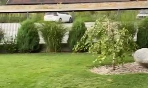 Crazy Juna Dog Gets Garden Zoomies
