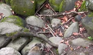 Raccoon Steals Boy's Fish