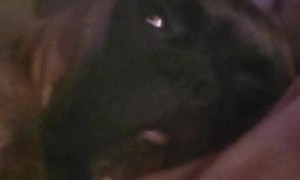 Pup Sleeps With One Eye Open