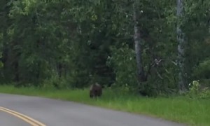 Mountain bikers have scary encounter with a grizzly bear 