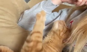 Cat Knows How to Ask for Pets