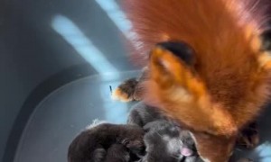 Mother fox is taking care of her babies 🦊❤️
