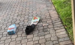 Bear Steals Food From My Fridge