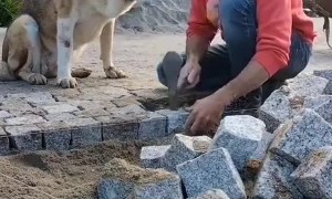 Dog Asks for Attention While Man Works