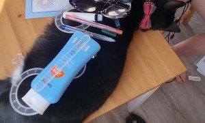 Stacking Stuff on Sleeping Cat