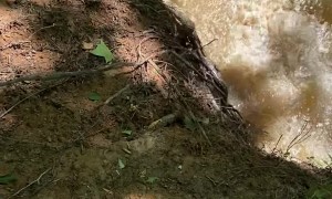 Distracted Dog Rolls into the River