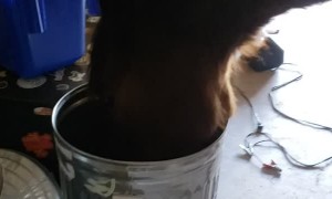 Hungry Horse Helps Himself