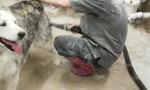 De-Shedding a Husky Leaves Room Full of Fluff