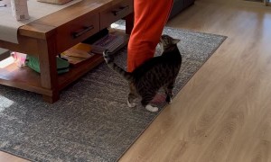 Cat Does Not Like Being Ignored