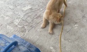 Golden Retriever Puppy Enjoys Sitting in Front of Fan