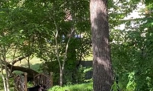 Mama Bear Napping on the Bridge With Her Cubs